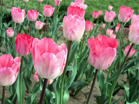 Field of Flowers - nature, pink, tulips, field, flowers