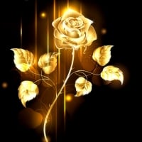 Golden Rose