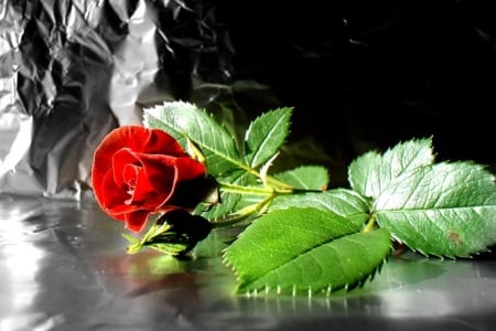 Love - love, one, rose, red