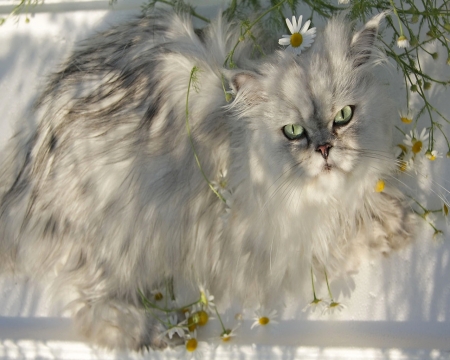 Snow Cat - white, cat, snow, beautiful