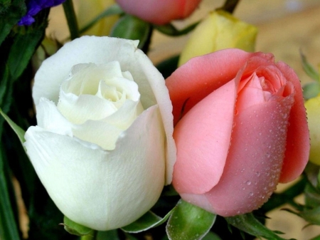 White and pink - white, rose, flower, pink