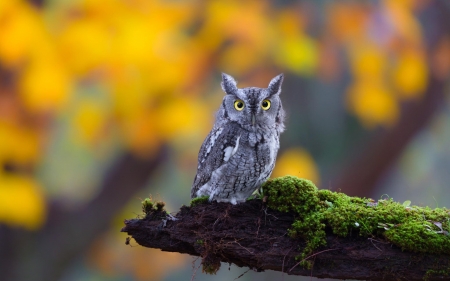 Observation - owl, resting, raptor, tree, wildlife