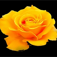 Yellow Rose