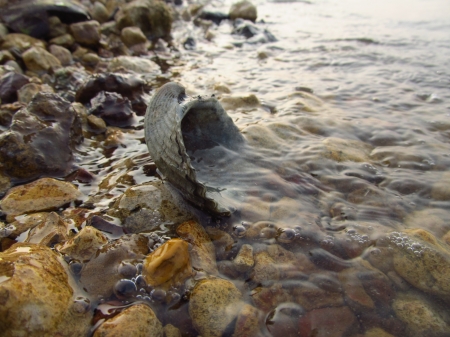 Sea shell wet - water, beach, sea shells, pebbles