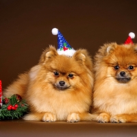 Cute Dogs