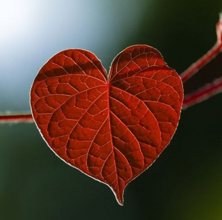 Heart - nature, tree, autumn, heart