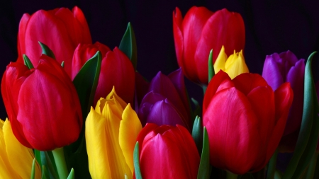 Tulips - colors, tulip, amazing, flower