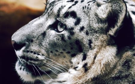 Snow leopard - white, skin, face, snow leopard, profile, animal