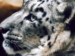 Snow leopard