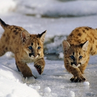 mountain lion cubs