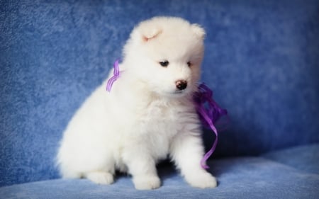 Puppy - white, animal, purple, blue, cute, dog, puppy, samoyed