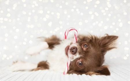 Christmas puppy - craciun, christmas, white, candy, dog, red, animal, chihuahua, cute