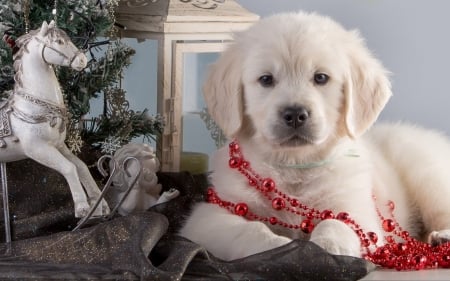 Christmas puppy - red, animal, cute, golden retriever, puppy, craciun, christmas, white, deco, dog