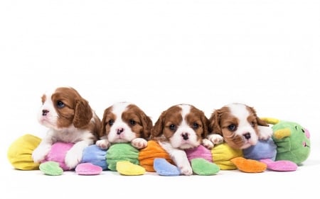 Puppies - puppy, king charles, white, spaniel, blue, dog, pink, orange, animal, cute