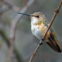 Humming-bird