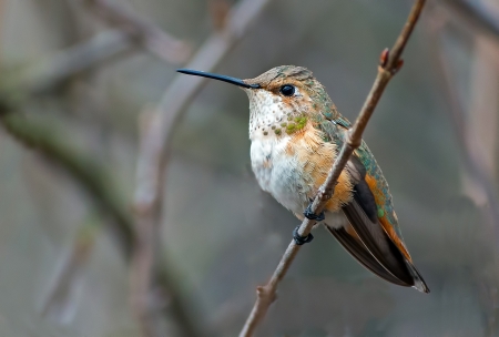 Humming-bird - bird, humming-bird, branch, colibri, cute