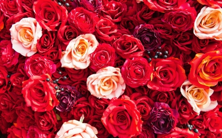 Roses - skin, carpet, red, rose, flower, pink