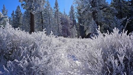 Magic of Winter - magic, new year, freezy, snow, forest, iceland