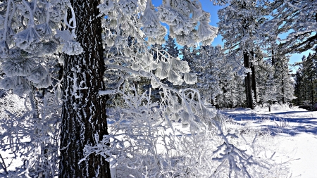 Magic of winter - magic, new year, freezy, snow, gorgious