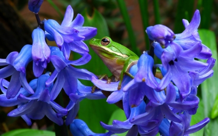 Frog - frog, blue, animal, green, flower, hyacinth, shepherds tree frog