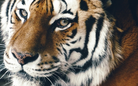 Tiger - face, animal, tiger, close-up, skin