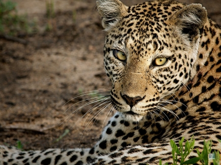 Leopard - eyes, leopard, animal, wild