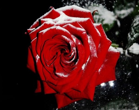 ღ❤ღ - roses, winter, snow, rose, flower