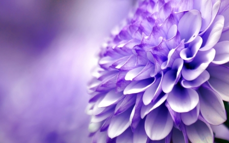 Chrysanthemum - skin, purple, macro, pink, close-up, chrysanthemum, flower