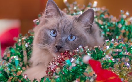 Christmas cat - craciun, cat, red, blue eyes, animal, green, cute, christmas