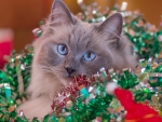 Christmas cat