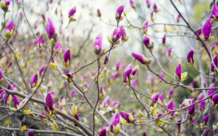 Magnolia - skin, pink, branch, magnolia, texture, flower, spring