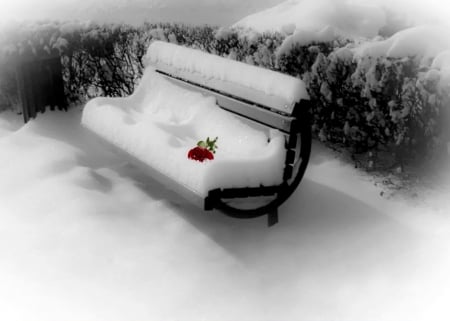 *  â™¥  * - white, love, trees, red, snow, winter, bench, rose