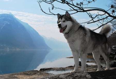 A little observation - dog, lake, husky, observation