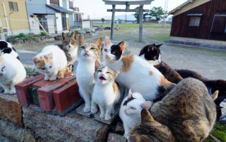 We are waiting... - group, looking, cats, waiting