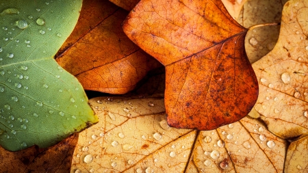 Leaves (4K) - nature, water, leaves, plant, 4k