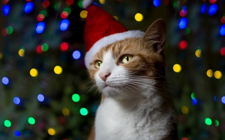 Christmas cat - santa, craciun, hat, cat, red, animal, christmas, lights