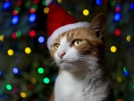 Christmas cat