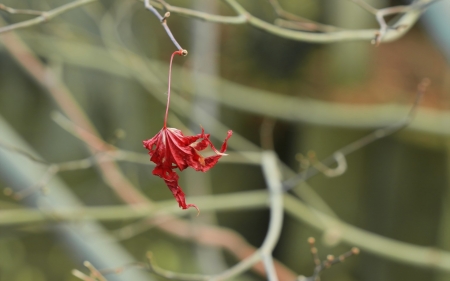 Autumn - autumn, red, branch, green, leaf