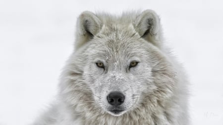 White Winter Wolf