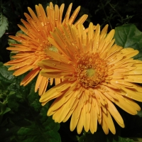 Orange Gerberas