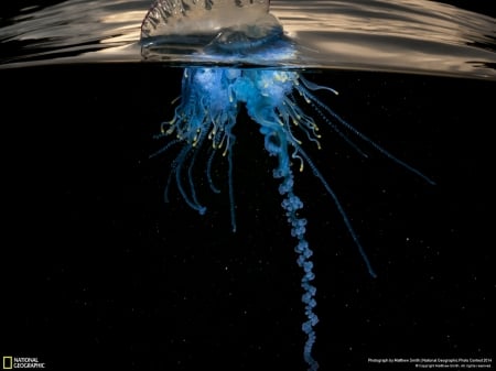 Jellyfish - jellyfish, oceans, water, blue, national geographic, beautiful, animals