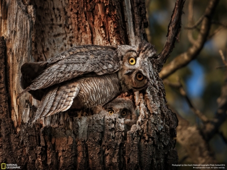 Owl - national geographic, owls, eyes, beautiful, animals, tree, owl, birds