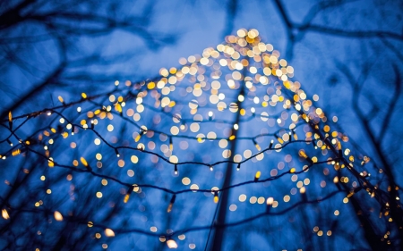 Lights - lights, craciun, holidays, tree, blue, christmas