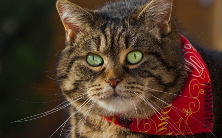 Cat - green eyes, cat, red, animal, scarf