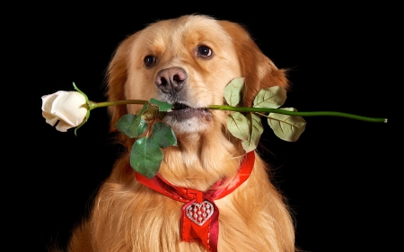 For you! - black, white, animal, red, valentine, rose, dog