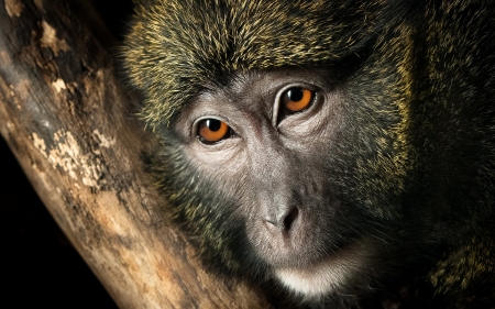 Monkey - face, monkey, chinese, animal, zodiac, cute, 2016, eyes