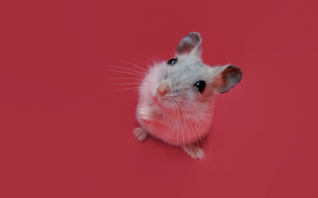 Mouse - mouse, pink, cute, rodent