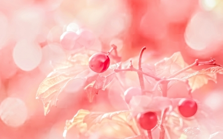 Berries - bokeh, berry, pink, fruit