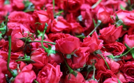 Roses - skin, carpet, red, rose, texture, flower