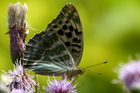 Motyl - rozowe, oset, kwiaty, motyl